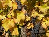 2004-10-24_15-03-47_Octobre_80,0mm_1_100_eme_DiMAGE A2